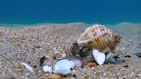 Baby Octopus Makes Home out of Shell