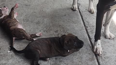 Aunt nuggy playing with puppies