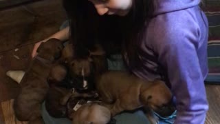 Phoenix Ridge Boxer Puppies