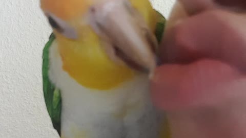 Parrot Bijou cares for her mom's lips
