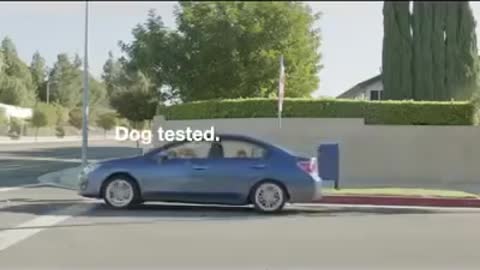 Videos para whassap de perros