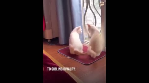 Funny animal video Compilation XD