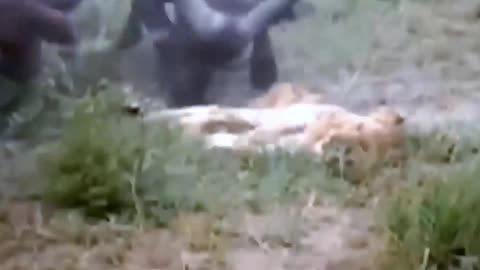 Shocking moments when painful Lions are attacked and tortured by Africa . Part 5
