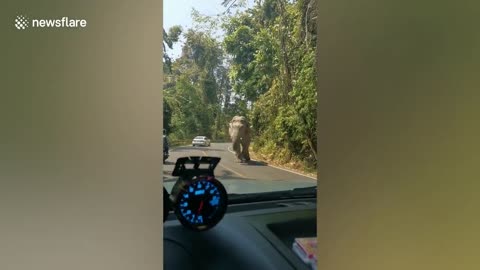 Wild elephant emerges from forest and ‘greets’ couple inside car