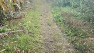 Estero nature trail path begins