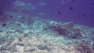 A Variety Of Fish In The Underwater World