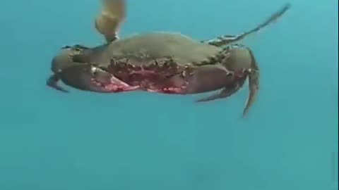An Astonishing Little Crab Flies Like a Helicopter Underwater