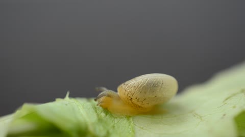 How do snails eat leaves#Animals