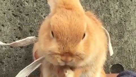 How cute is this bunny