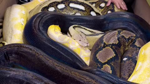 Giant snake 🐍 Jacuzzi