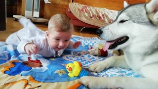 Athletic gymnastics of a baby under the supervision of Husky