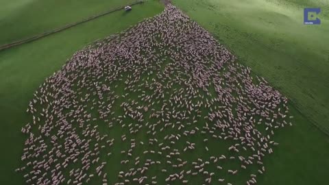 Incredible Mesmerising Mass Sheep Herding
