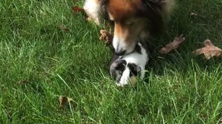 Dog smells guinea pig
