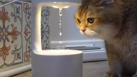 The Mind-Bending Anti-Gravity Water Drop Illusion with a Curious Cat