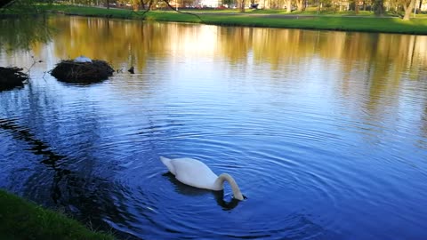 Digging deep: swan diving and collecting tree branches and grass