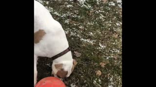 Molly the Retriever soccer star