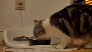 cute cat enjoying its meal