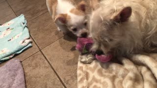 Pyper sharing her toys