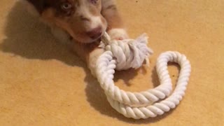 Playful puppy chews on a rope with his tiny teeth