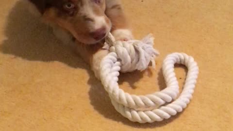 Playful puppy chews on a rope with his tiny teeth