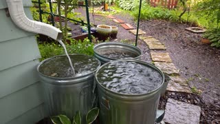 Rain Barrels. Precious Water Resources.