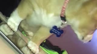 Brown dog rubs paw against ipad on bed