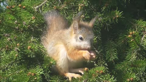 Baby squirrel´s Wind Ears