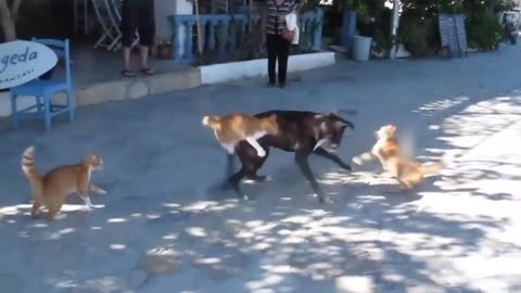 Cats attack on a dog , cats and dog fighting
