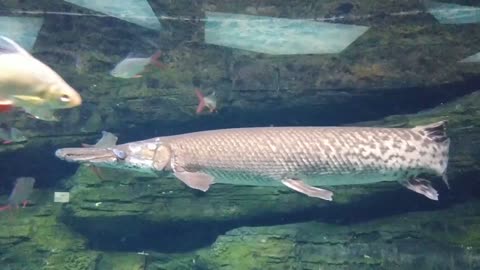 Spooky big-eyed fish.