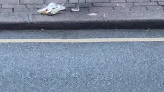 Shoplifting Seagull Steals a Meal