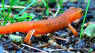 Eastern Newt