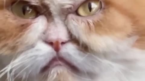 Meet The World's Next Grumpy Cat -