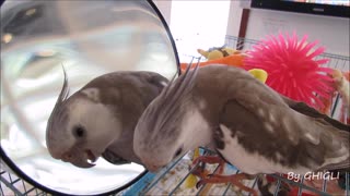 Cockatiel sings 'Happy Birthday' to his reflection