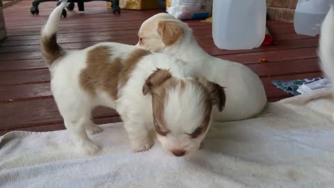 Cutest Puppies Playing And Eating