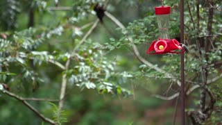 Hummingbirds - Kleb Woods Nature Preserve