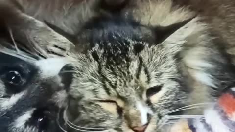 Sweet Pet Raccoon Can't Stop Loving On Cat Best Friend