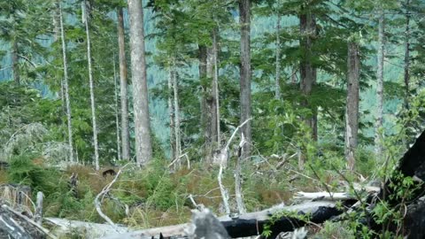 Solo black bear bow hunt