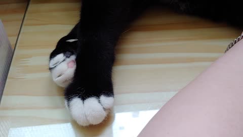 Cute cat paws