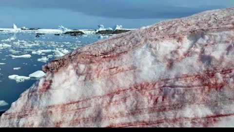 Strange Life Forms Accidentally Discovered Deep Below Antarctica