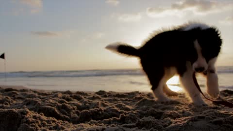 cute puppy having fun on beach