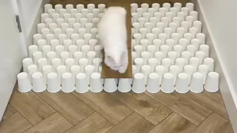 Cat overcomes obstacles