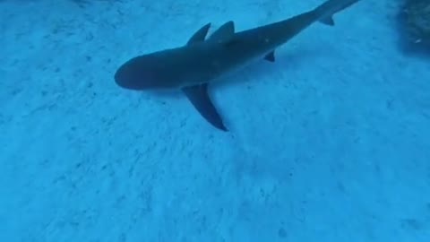 Camera dangled overboard in shark infested waters records beautiful