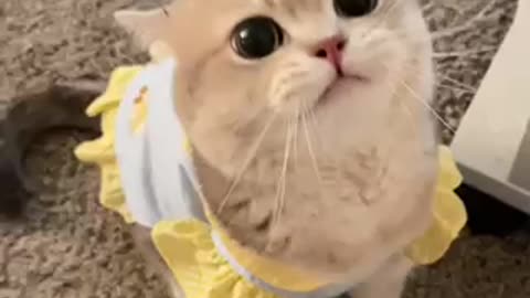 Cute cat video viral