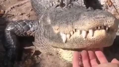 Would you dare to get your hands on this alligator?