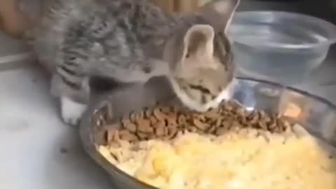 Hungry Kitty