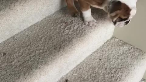 English Bulldog Puppy MASTERS The Stairs