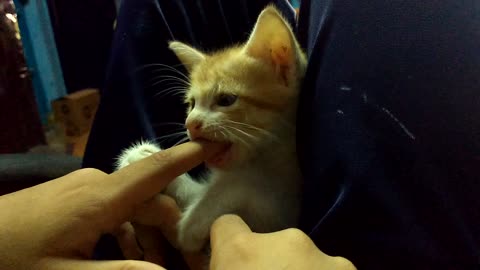 Kitten bites my finger,is that a bone?