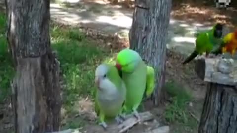 #Try Not To Laugh Challenge - Funny birds 🐦🐤 videos awesome compilation* 2020*