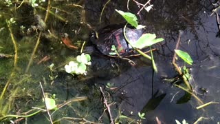 Turtle eating