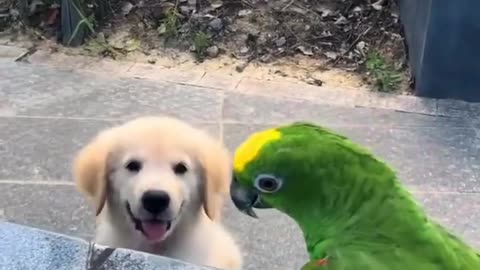 Cutest Golden Puppy and Parrot Bestfriends Cuteness Overload1!
